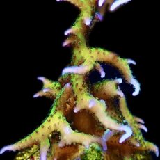 WYSIWYG 13i Lime Berry Seriatopora Hysterix
