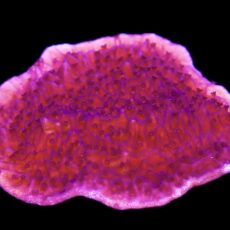 WYSIWYG 13C Purple Plating Montipora Frag