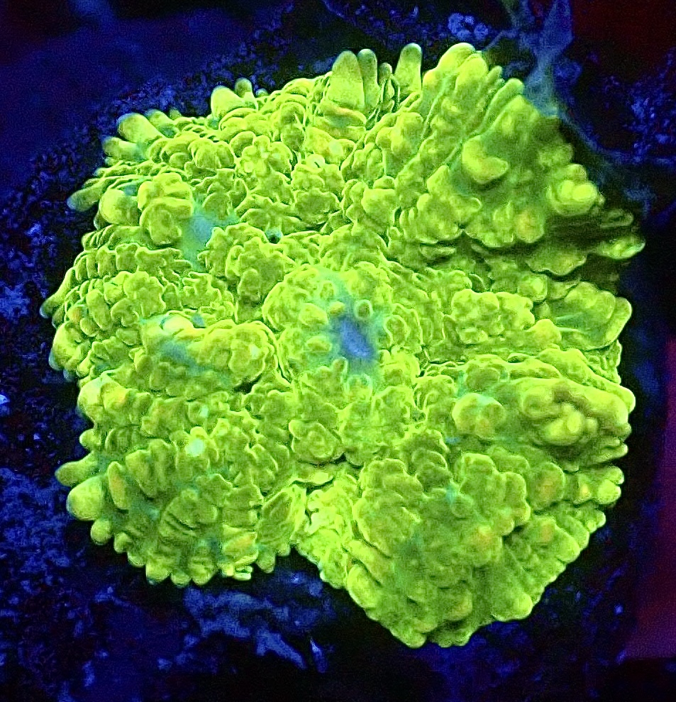WYSIWYG A27 Ultra Rhodactis Mushroom