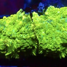 WYSIWYG A31 Ultra Rhodactis Mushroom Double Head