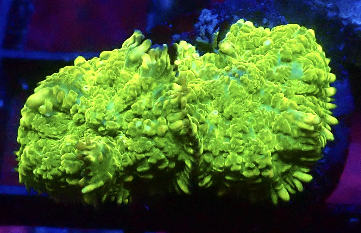WYSIWYG A31 Ultra Rhodactis Mushroom Double Head