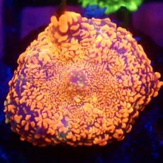 WYSIWYG A56 Ultra Rhodactis Mushroom