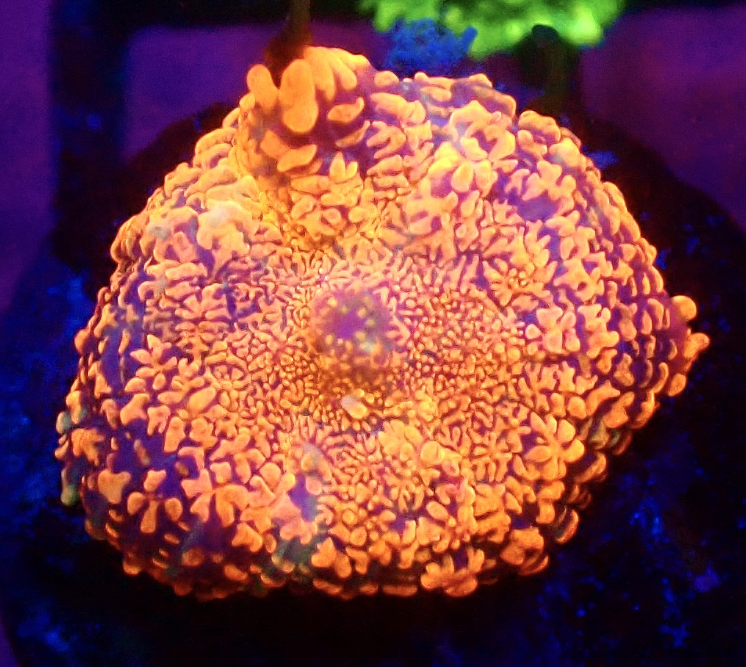 WYSIWYG A56 Ultra Rhodactis Mushroom