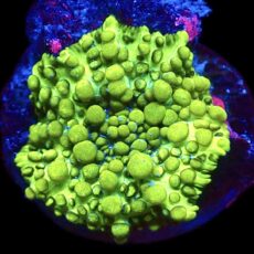 WYSIWYG Lemon Bounce Mushroom A21