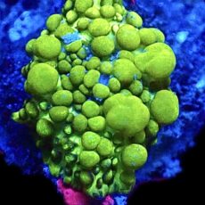 WYSIWYG Lemon Bounce Mushroom A24
