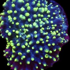 WYSIWYG Lime Tipped Purple Frilly Mushroom A59