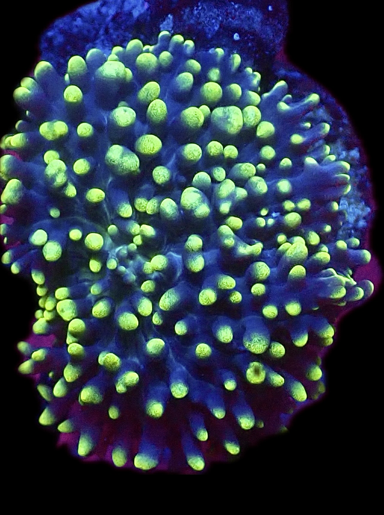 WYSIWYG Lime Tipped Purple Frilly Mushroom A59