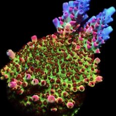 WYSIWYG 23H Ultra Bill Murray Acropora Frag Extra Large