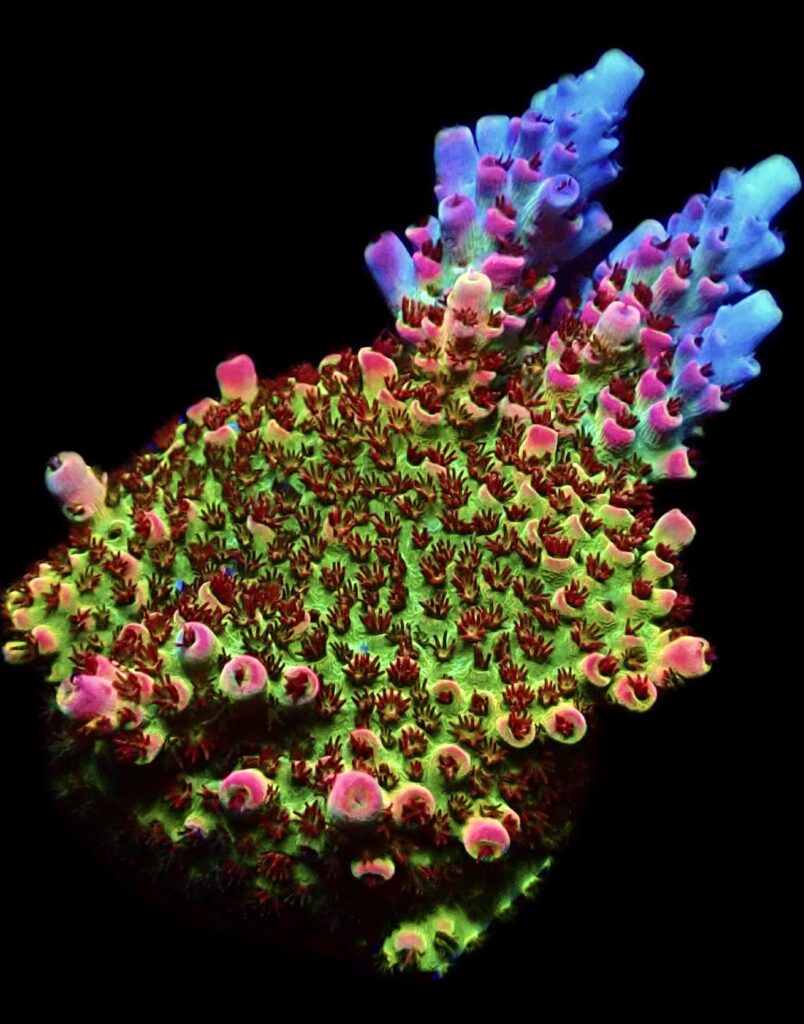 WYSIWYG 23H Ultra Bill Murray Acropora Frag Extra Large
