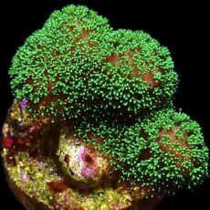 WYSIWYG 19A Ultra Neon Fluorescent Stylophora Frag