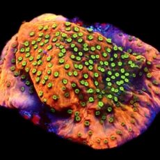 WYSIWYG M33 Tropic Thunder Montipora Frag