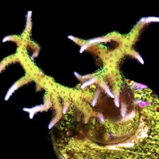 WYSIWYG 25i Lime Berry Seriatopora Hysterix