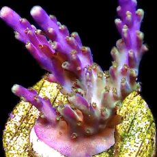 WYSIWYG 14H Acropora Tricolour