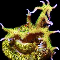 WYSIWYG 18J Lime Berry Seriatopora Hysterix