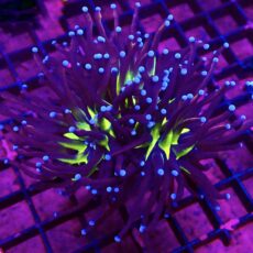 WYSIWYG Tiger Knicks Torch Euphyllia Large Head 50