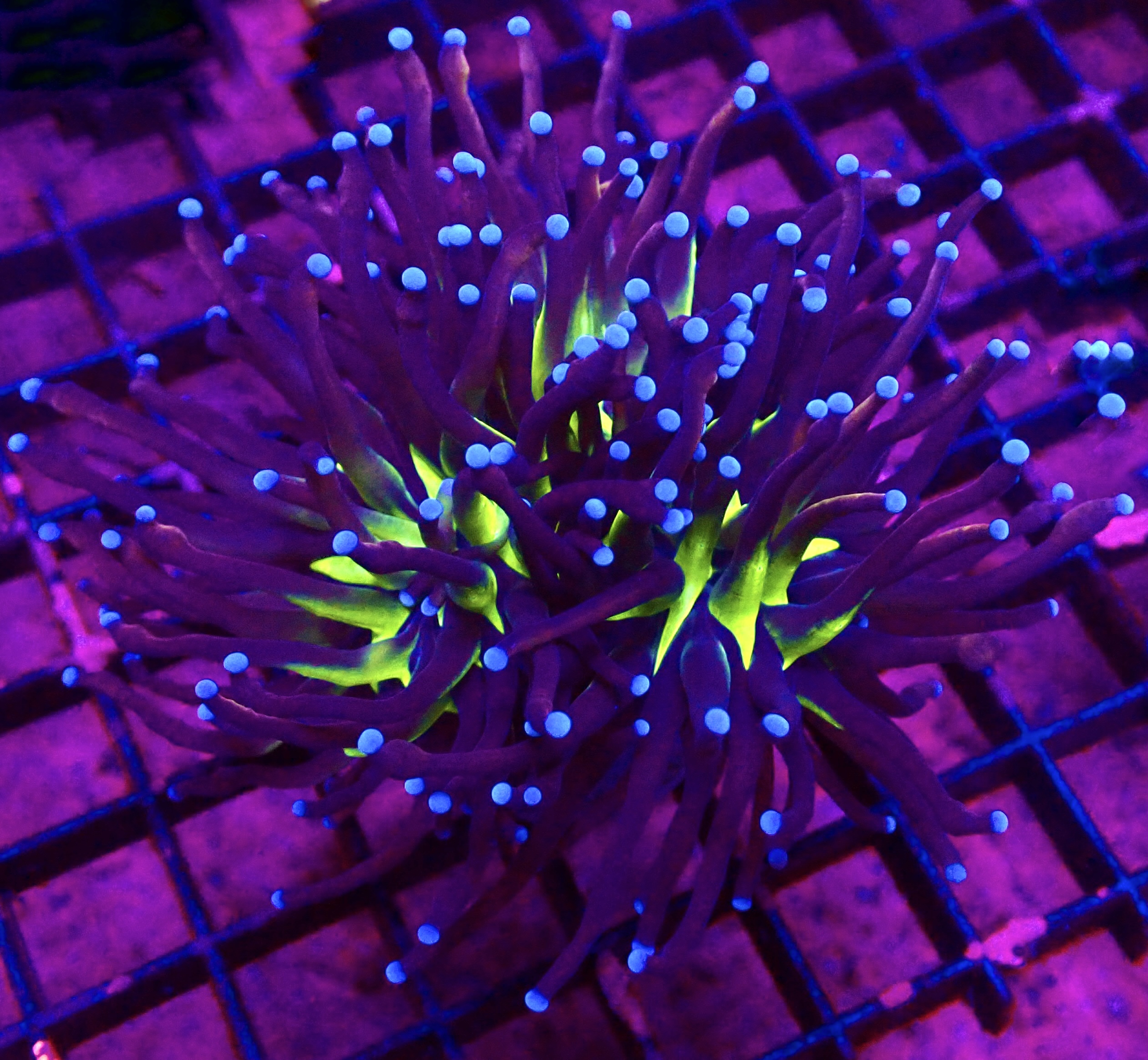 WYSIWYG Tiger Knicks Torch Euphyllia Large Head 50