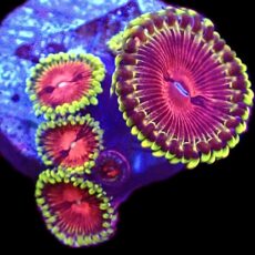 WYSIWYG 33D Pirates Blood Zoanthid Frag