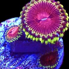 WYSIWYG 34E Pirates Blood Zoanthid Frag