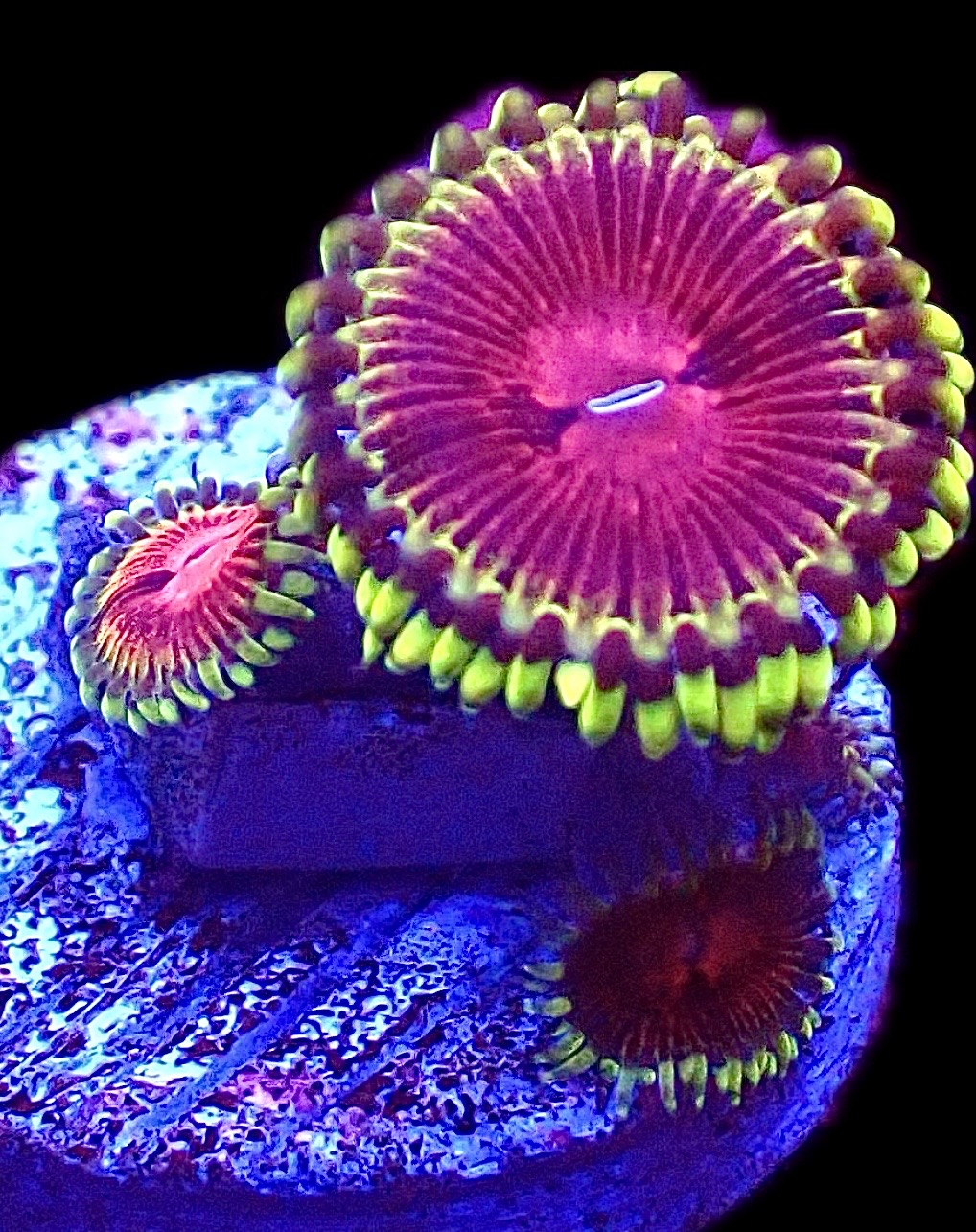 WYSIWYG 34E Pirates Blood Zoanthid Frag