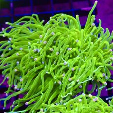 WYSIWYG Ultra Metallic Cotton Candy Torch Euphyllia Double Head 60