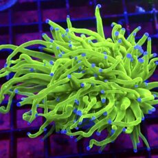 WYSIWYG Ultra Metallic Blue Tip Torch Euphyllia Double Head 12