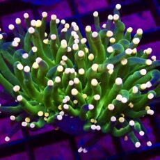 WYSIWYG Metallic Orange Tip Torch Euphyllia Double Head 20