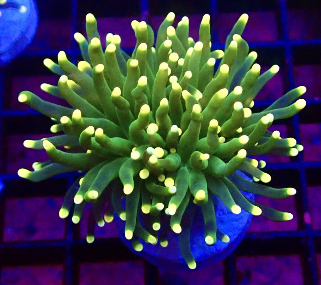 WYSIWYG Metallic Yellow Tip Torch Euphyllia 21