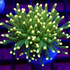 WYSIWYG Metallic Yellow Tip Torch Euphyllia 21