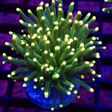 WYSIWYG Metallic Yellow Tip Torch Euphyllia 30