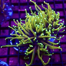 WYSIWYG Ultra Hellfire Gold Torch Euphyllia Double Head 63