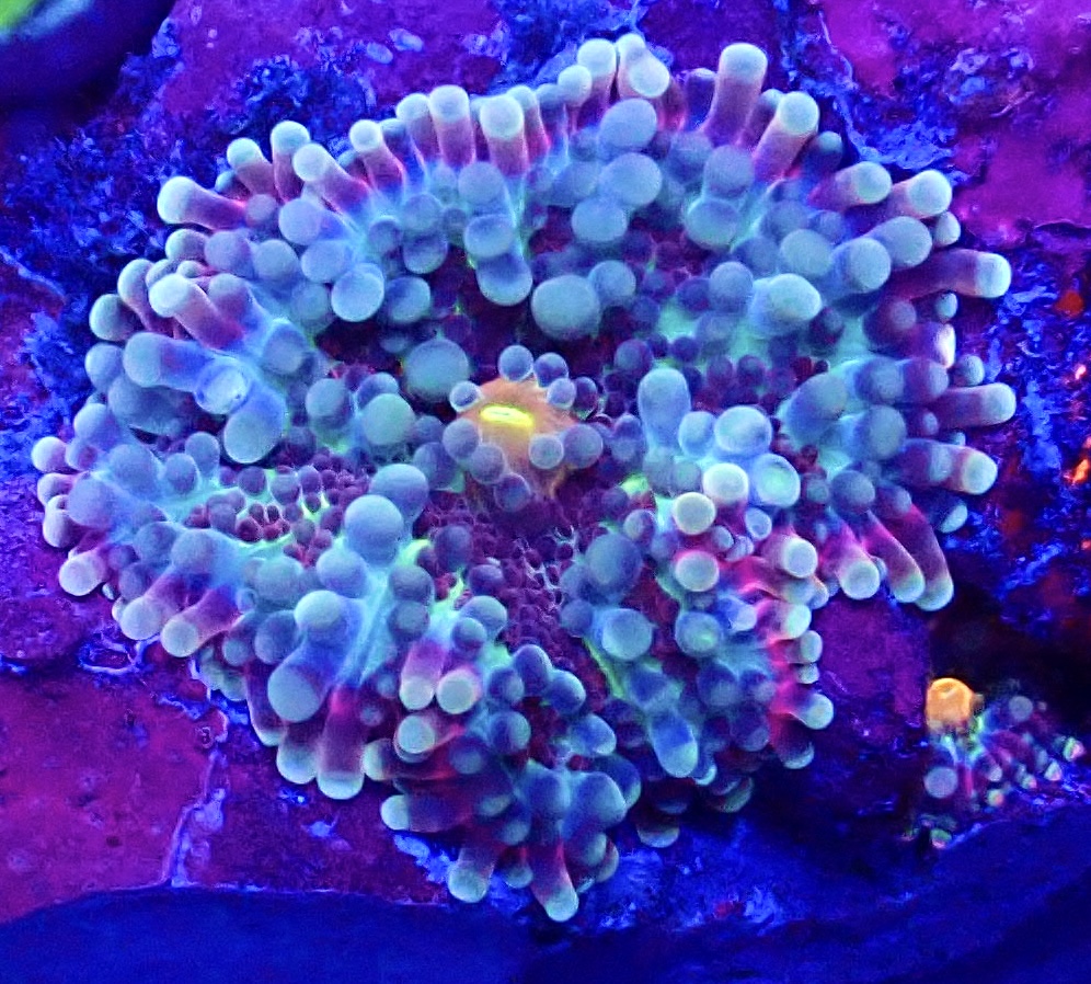 WYSIWYG Wild Berries Ricordea Yuma 5