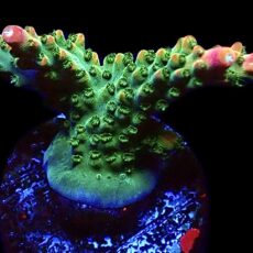 WYSIWYG 20G Bubblebath Unicorn Acropora Frag