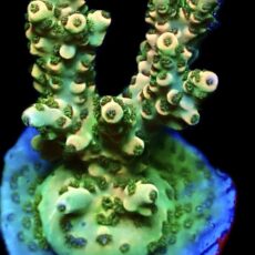 WYSIWYG 19H Limoncello Frag Large