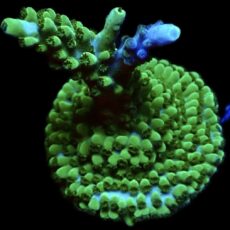WYSIWYG 15H Blue Marvel Staghorn Acropora Frag Large