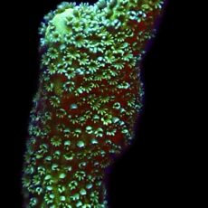 WYSIWYG M14 Lemon/Lime Montipora Digitata