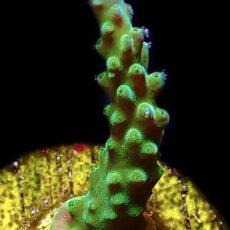 WYSIWYG 23A Joker Acropora