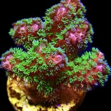 WYSIWYG 26C Amethyst Gem Pocillopora Frag