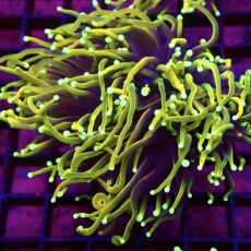 WYSIWYG Ultra Hellfire Gold Torch Euphyllia 1