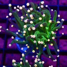WYSIWYG Metallic Orange Tip Torch Euphyllia 29