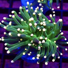 WYSIWYG Metallic Orange Tip Torch Euphyllia 65