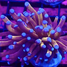 WYSIWYG Tiger Torch Euphyllia 51