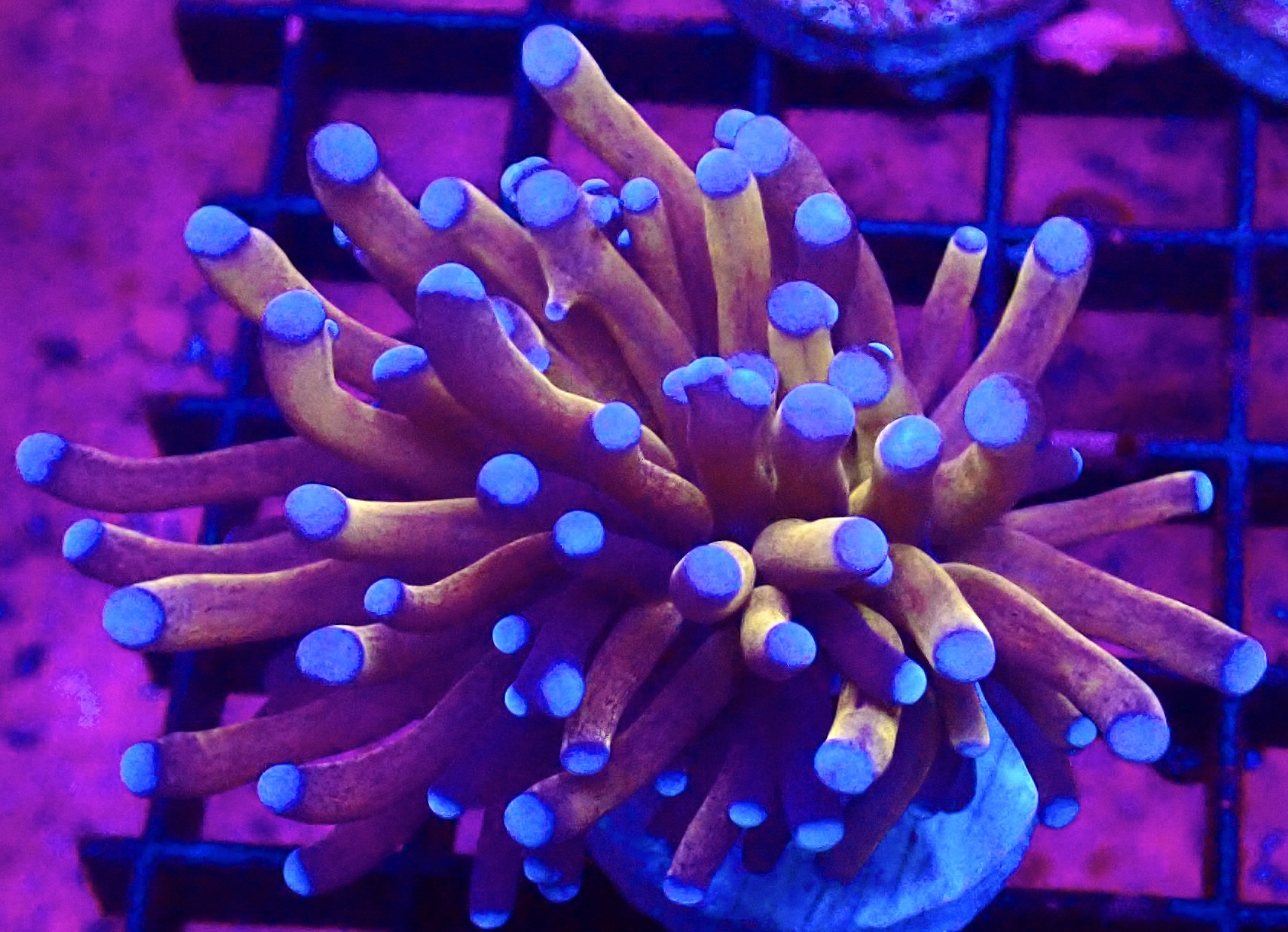 WYSIWYG Tiger Torch Euphyllia 51