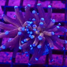 WYSIWYG Tiger Torch Euphyllia 51