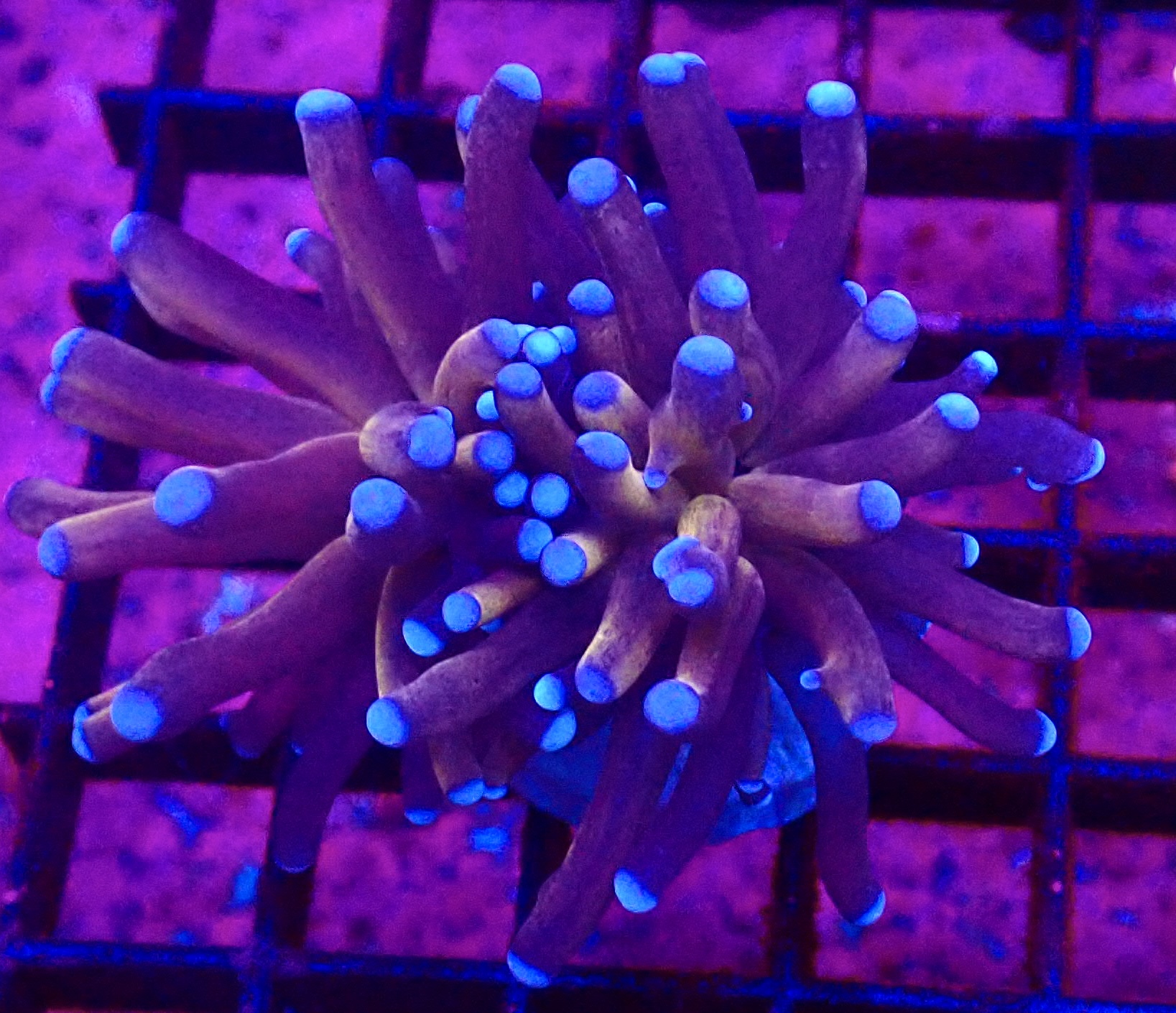 WYSIWYG Tiger Torch Euphyllia 51