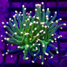 WYSIWYG Metallic Orange Tip Torch Euphyllia 34