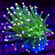 WYSIWYG Metallic Orange Tip Torch Euphyllia 55
