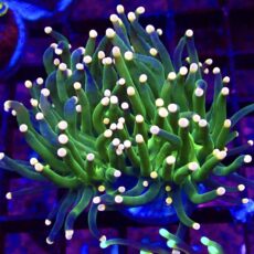 WYSIWYG Metallic Orange Tip Torch Euphyllia 58