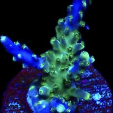 WYSIWYG 18G Acropora Tricolour