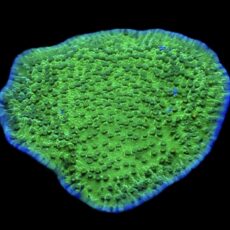 WYSIWYG 15D Pink Rim / Purple Polyped Plating  Montipora Capricornis