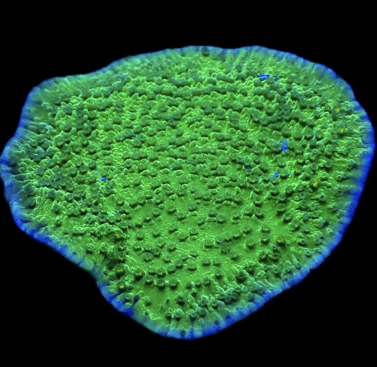 WYSIWYG 15D Pink Rim / Purple Polyped Plating Montipora Capricornis